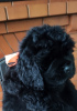 Photo №1. newfoundland dog - for sale in the city of Белоозерск | Is free | Announcement № 86964