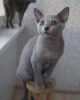 Photo №2 to announcement № 123043 for the sale of russian blue - buy in Hungary private announcement