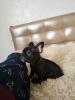 Photo №2 to announcement № 118258 for the sale of french bulldog - buy in Germany private announcement