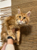 Photo №1. maine coon - for sale in the city of Kristinestad | 740$ | Announcement № 90288