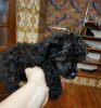 Photo №2 to announcement № 9800 for the sale of poodle (toy) - buy in Belarus from nursery, breeder