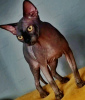 Additional photos: Sphynx Show Quality and for Breeding Black Kitten