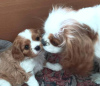 Additional photos: Puppy Cavalier King Charles Spaniel girl