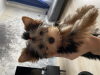 Photo №2 to announcement № 19428 for the sale of yorkshire terrier - buy in Belarus private announcement, breeder