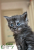 Photo №1. maine coon - for sale in the city of St. Petersburg | 485$ | Announcement № 10878