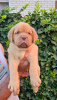 Additional photos: Dogue de Bordeaux puppies