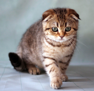 Photo №4. I will sell scottish fold in the city of Vitebsk. from nursery, breeder - price - 350$