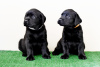 Photo №1. labrador retriever - for sale in the city of Kirov | 364$ | Announcement № 106720