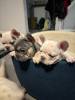 Additional photos: french bulldog