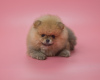 Photo №2 to announcement № 78170 for the sale of pomeranian - buy in Germany breeder