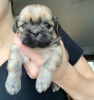 Photo №2 to announcement № 53167 for the sale of shih tzu - buy in United States private announcement