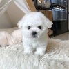 Photo №3. Maltese puppies. Portugal