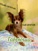 Photo №1. chihuahua - for sale in the city of Munich | 269$ | Announcement № 103996