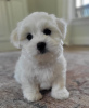 Photo №1. coton de tulear - for sale in the city of Berlin | Is free | Announcement № 126924