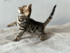 Photo №3. Bengal kitten. United Kingdom