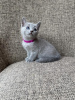 Photo №1. russian blue - for sale in the city of Bremerhaven | Is free | Announcement № 95584