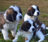 Photo №1. st. bernard - for sale in the city of Munich | 581$ | Announcement № 125009