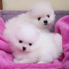 Photo №1. pomeranian - for sale in the city of Бернау | Is free | Announcement № 116025