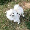 Photo №2 to announcement № 23873 for the sale of pomeranian - buy in Slovakia private announcement