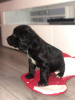Photo №2 to announcement № 79070 for the sale of american cocker spaniel - buy in Netherlands private announcement, from nursery