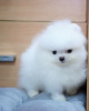 Photo №2 to announcement № 114674 for the sale of pomeranian - buy in Germany private announcement, breeder