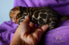 Additional photos: Bengal kittens from a breeder