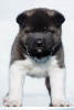 Photo №4. I will sell american akita in the city of Kraljevo.  - price - negotiated