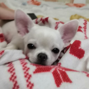 Photo №2 to announcement № 3900 for the sale of chihuahua - buy in Russian Federation from nursery