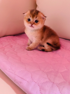 Photo №4. I will sell scottish fold in the city of Magnitogorsk. private announcement - price - negotiated
