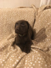 Photo №2 to announcement № 93460 for the sale of labrador retriever - buy in United States 