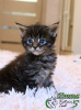 Photo №4. I will sell maine coon in the city of St. Petersburg. private announcement, from nursery, breeder - price - 540$