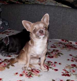 Photo №4. I will sell chihuahua in the city of Odessa. from nursery - price - 828$