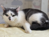 Additional photos: A charming girl Elya is looking for a home and a loving family!