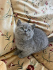 Photo №1. british shorthair - for sale in the city of Франкфурт-на-Майне | negotiated | Announcement № 100390