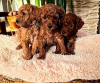 Photo №4. I will sell poodle (royal) in the city of Панчево. breeder - price - negotiated