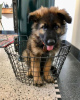 Photo №1. german shepherd - for sale in the city of Karlovy Vary | 370$ | Announcement № 80538