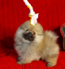 Additional photos: Pomeranian for sale