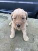 Photo №1. golden retriever - for sale in the city of Эура | 338$ | Announcement № 123488