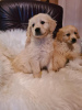 Photo №4. I will sell golden retriever in the city of Vilovo. breeder - price - 158$