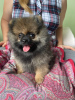 Photo №4. I will sell pomeranian in the city of Burgas. private announcement - price - 633$