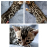 Additional photos: bengal kittens