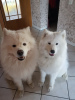 Additional photos: Purebred Samoyed puppies