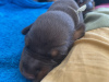 Additional photos: Dobermann puppies from kennel IMIDZ