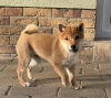Photo №2 to announcement № 99023 for the sale of shiba inu - buy in Finland private announcement