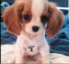 Photo №2 to announcement № 51360 for the sale of cavalier king charles spaniel - buy in Virgin Islands, British private announcement