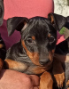 Photo №4. I will sell miniature pinscher in the city of Kiev. private announcement, from nursery - price - 547$