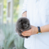 Photo №1. pomeranian - for sale in the city of Paris | negotiated | Announcement № 86534