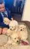Photo №3. Golden retriever puppies available now. Germany