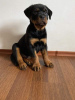 Photo №2 to announcement № 10380 for the sale of rottweiler - buy in Romania 