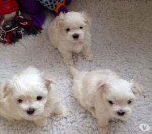 Photo №2 to announcement № 4992 for the sale of maltese dog - buy in Poland private announcement